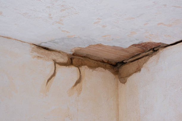 Best Water damage cleanup near me  in Three Way, TN
