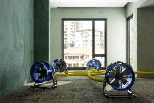 Best Local water damage restoration  in Three Way, TN